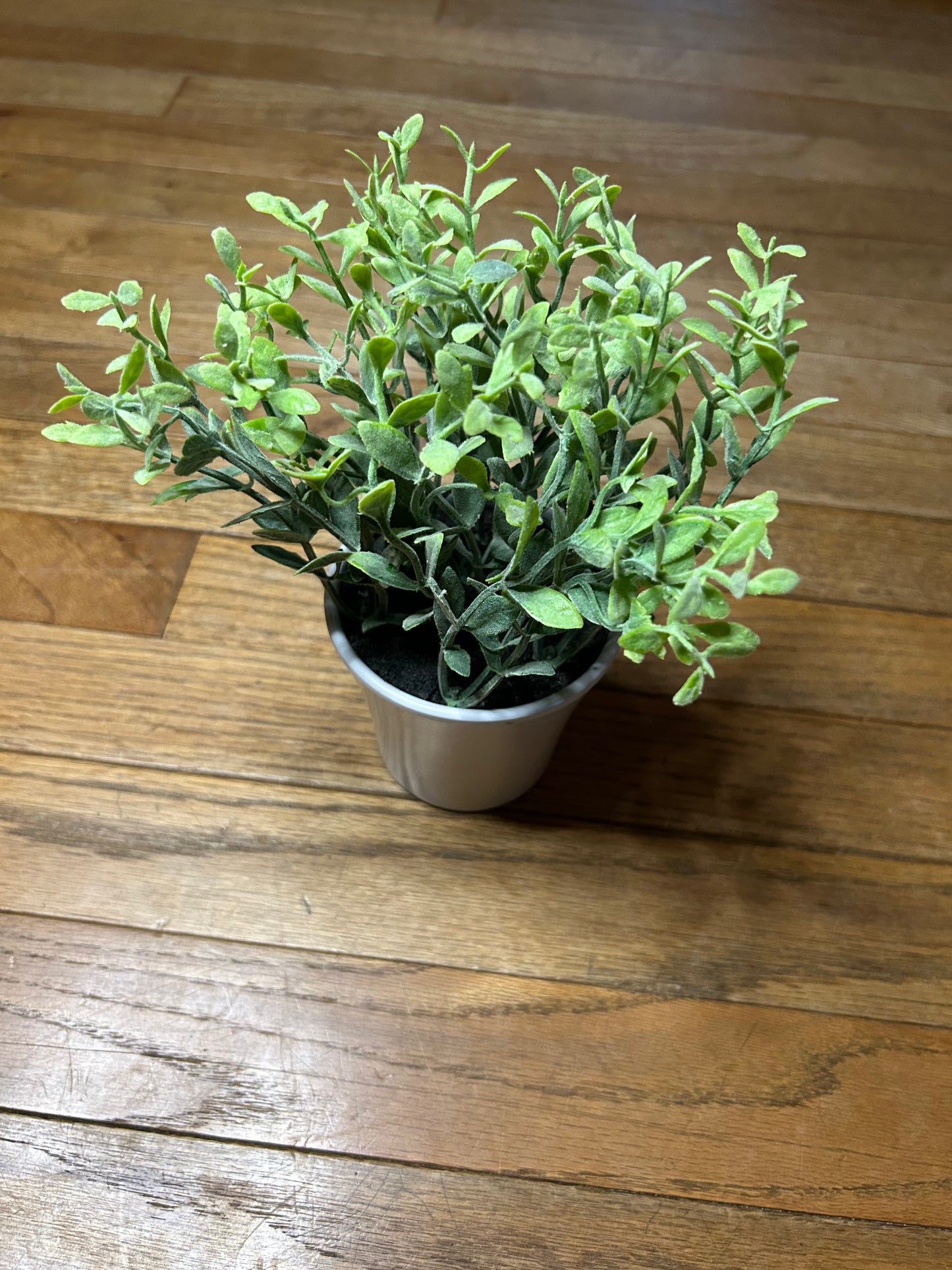 Baby Leaf in White Pot