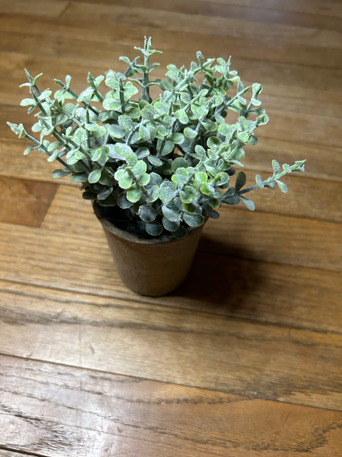 7.5" Baby Leaf Plant in Paper Pot